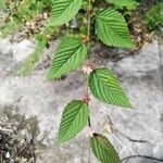 Melochia nodiflora Hoja