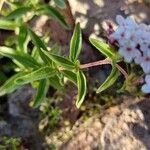 Stevia chamaedrys Leaf