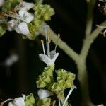 Callicarpa acuminata Ďalší