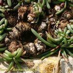 Plantago crassifolia Fruto