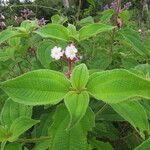 Miconia conospeciosa 葉