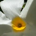 Mandevilla laxa Flower