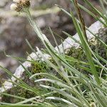 Antennaria carpatica Hábito