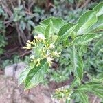 Rauvolfia viridis Flower