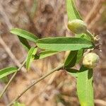 Bonamia spectabilis Blatt