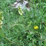 Pedicularis ascendens Habit