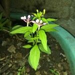 Lopezia racemosa Φύλλο