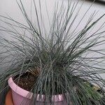 Festuca glaucaLeaf