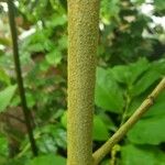 Vangueria madagascariensis Corteza