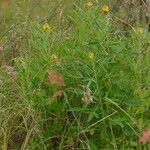 Crotalaria goreensis Habit