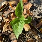 Solanum dulcamaraDelienn