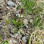 Valeriana celtica برگ