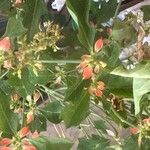 Euphorbia heterophylla Foglia