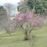 Prunus campanulata Habit