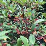 Aronia arbutifolia Fruit