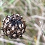 Centaurea scabiosa Fruitua