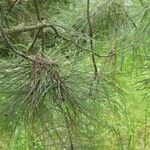 Pinus ponderosa Blad