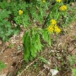 Senecio ovatus Habit