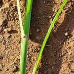 Eragrostis superba Leaf