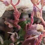 Rosularia sempervivum Bark