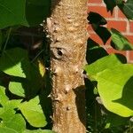 Erythrina caffra Bark