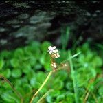 Saxifraga spathularis Квітка