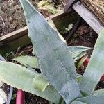 Agave americana Folha