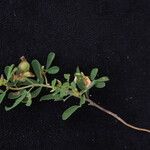 Crotalaria medicaginea موطن