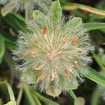 Trifolium cherleri Leaf