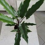 Alocasia lauterbachiana Leaf