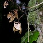 Begonia glabra Egyéb