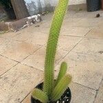 Cleistocactus winteri Blad