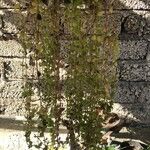 Plectranthus prostratus 整株植物