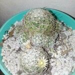 Mammillaria decipiens Foglia