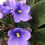 Streptocarpus ionanthus Flower