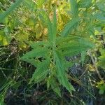 Lycopus uniflorus Leaf