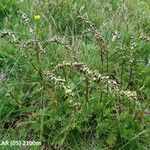 Artemisia atrata Staniste