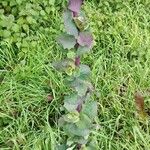 Atriplex hortensis Blad