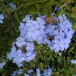 Plumbago auriculataപുഷ്പം