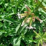 Saponaria officinalis 整株植物