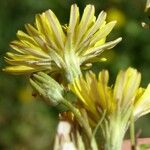 Crepis bursifolia 花