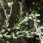 Alyssum cuneifolium Feuille