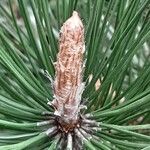 Pinus nigra Liść