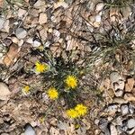 Machaeranthera gracilis Flor