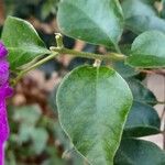 Bougainvillea spectabilis Folha