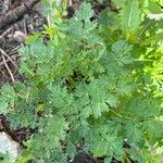 Corydalis aurea برگ