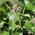 Phlomis herba-venti Foglia