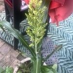 Sorghum bicolorफूल