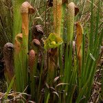 Sarracenia minor आदत