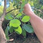 Salix atrocinerea পাতা